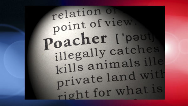 Turn in poachers to SCDNR, NCWRC