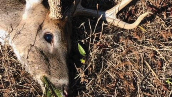 LDWF reports on testing for CWD in Franklin, Madison and Tensas Parishes
