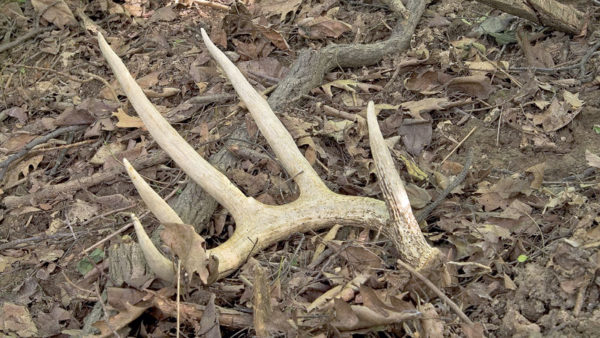 With deer season over, the hunt for trophy sheds is on
