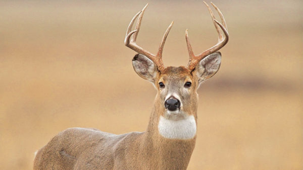 Successful deer hunting includes setting specific goals and objectives